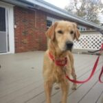 A golden retriever with a red leash standing on a wooden deck in front of a brick house.