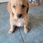 A young golden retriever puppy sitting on a tiled floor with a food bowl in the background.
