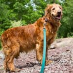 A golden retriever on a leash standing on a rocky path with trees in the background.