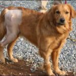 Golden retriever with shaved hind leg.