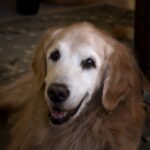 A senior golden retriever lying on the floor with a gentle expression.