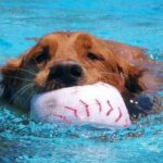 Golden retriever swimming with a baseball in its mouth.