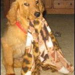 A golden retriever puppy with a blanket in its mouth sitting on a carpeted floor.