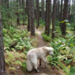 A dog walking along a forest trail surrounded by tall trees.