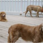 Three dogs on a wooden deck near a white fence.