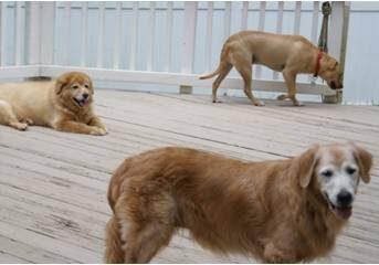 Three dogs on a wooden deck near a white fence.