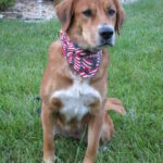 A brown dog with a red and white bandana sitting on grass.