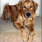 Golden retriever lying on carpeted stairs.