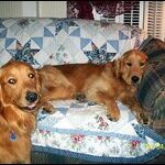 Two golden retrievers lounging on a quilt-covered couch.