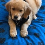 A golden retriever puppy wearing a black harness sits on a blue blanket with paw print patterns.