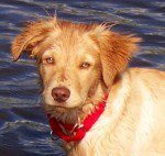 Wet golden dog with red collar by the water.