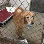 Golden retriever behind a chain-link kennel fence.